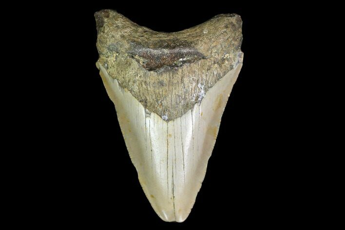 Fossil Megalodon Tooth - North Carolina #130032